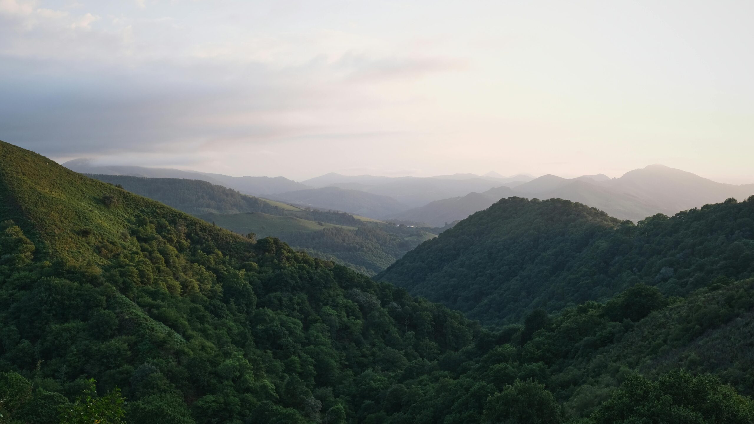 Cerf élaphe en forêt, grand gibier sauvage filière gibier C2F Concept
