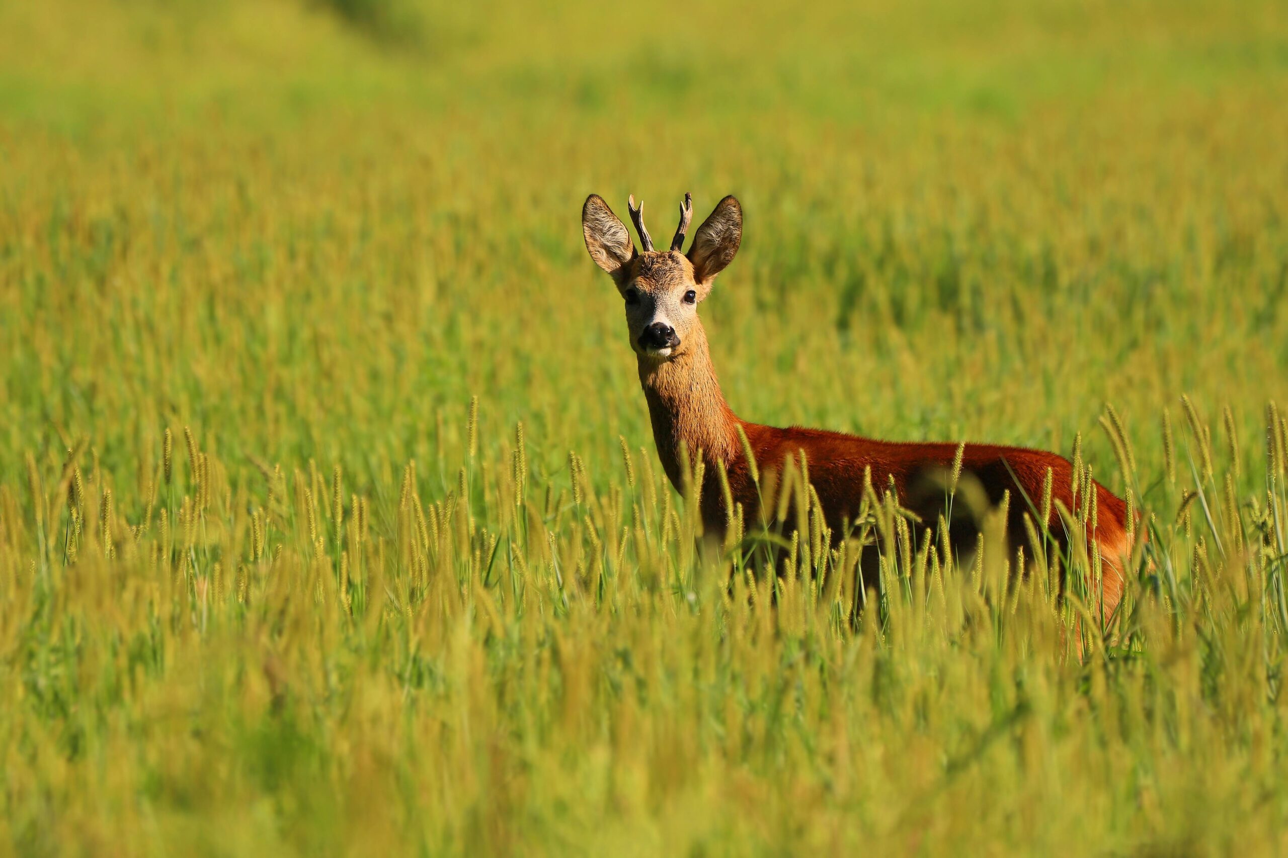 Cerf élaphe en forêt, accompagnement stratégique filière gibier C2F Concept
