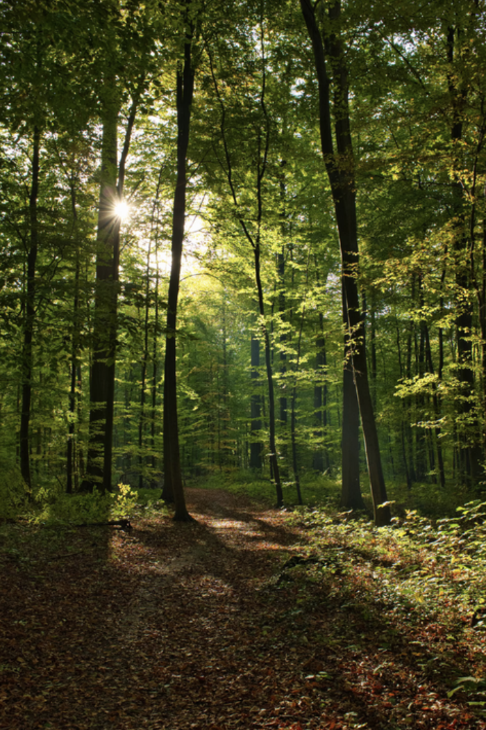 Forêt ensoleillée — innovations digitales filière gibier C2F Concept